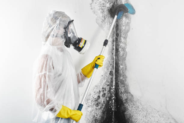 Environmental Consulting for Mold Prevention in Binghamton, NY