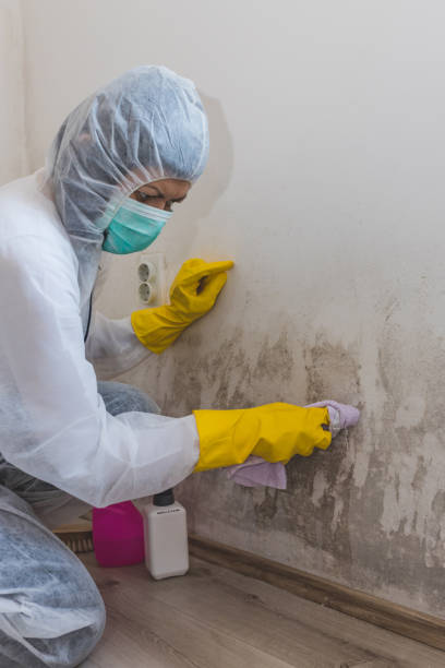 Best Dehumidification Services  in Binghamton, NY