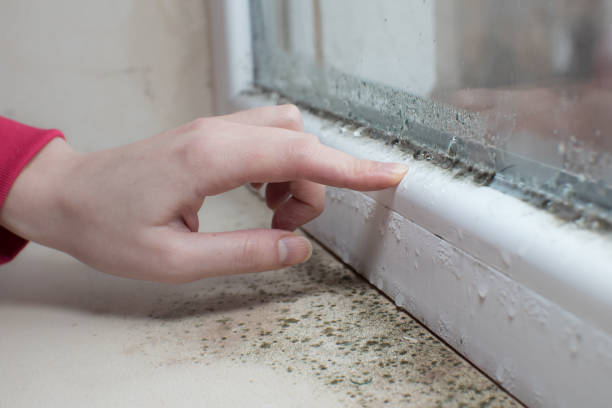 Best Residential Mold Inspection & Testing  in Binghamton, NY