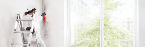 Best Industrial Mold Remediation  in Binghamton, NY